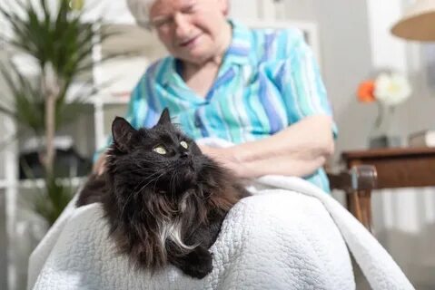 Кот лечится