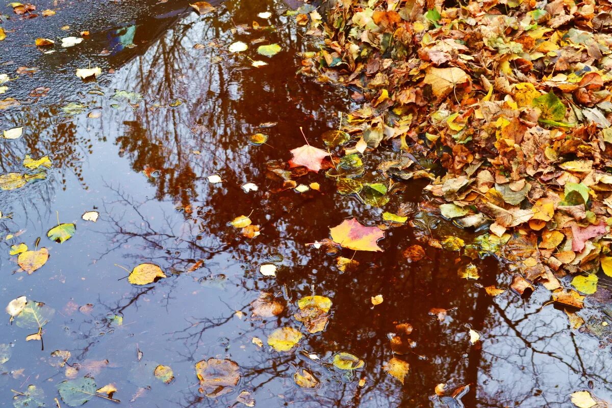 Целый день шел мелкий дождь. Осенние лужи. Лужи осенью. Осень лужи листья. Осень лужи.