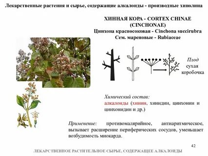 Лекарственное растительное сырье список