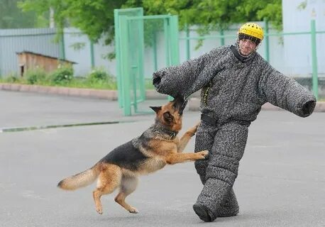 Образование кинолог где получить