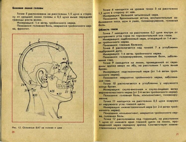 Точки на затылке. Атлас акупунктурных точек головы. Точки акупунктуры на голове. Точки на затылке акупунктура. Точки акупунктуры на голове человека.