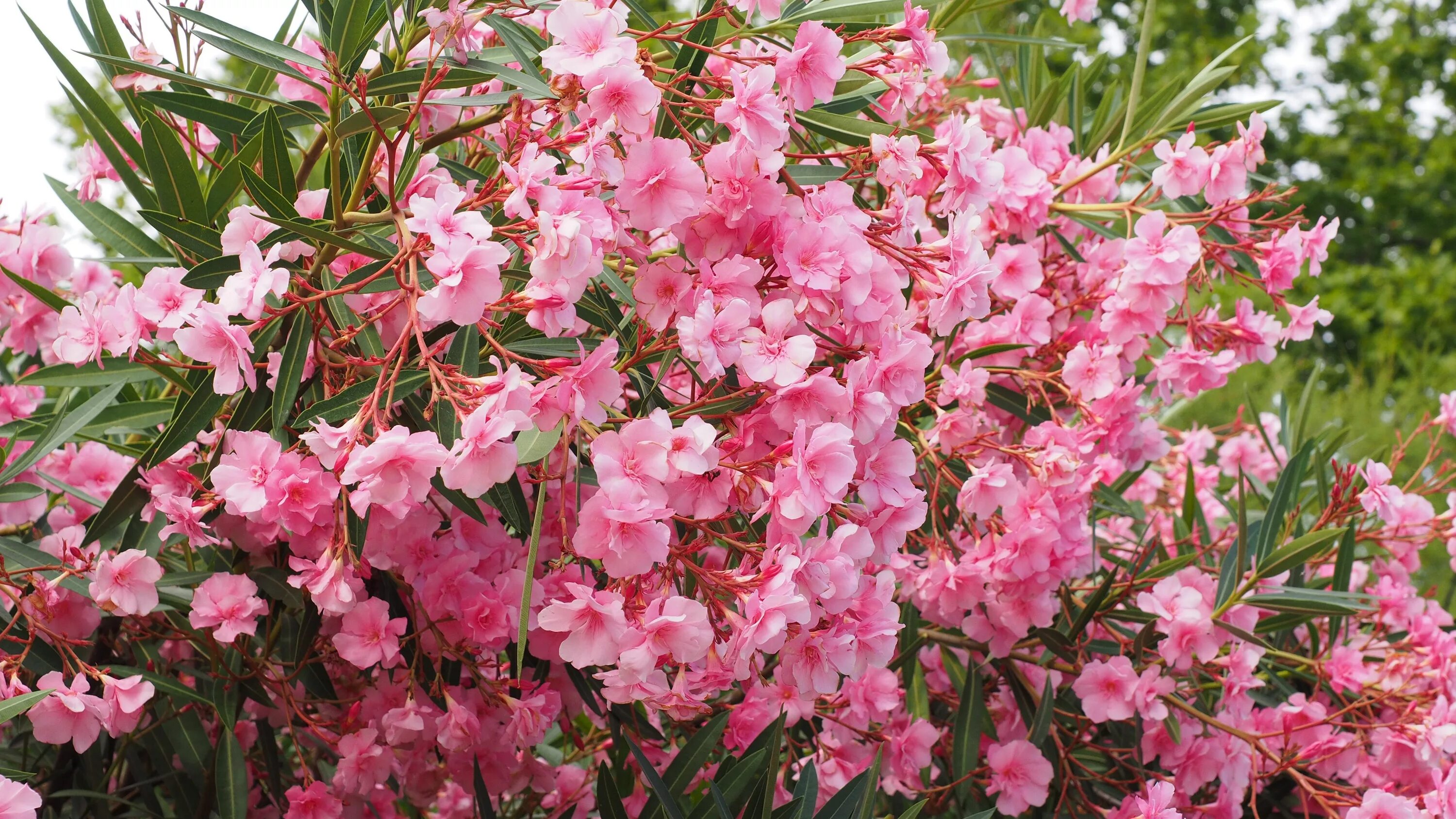 Нериум Олеандр. Олеандр кустарник. Олеандр (Nerium Oleander). Рододендрон Олеандр. Цветет розовыми цветочками