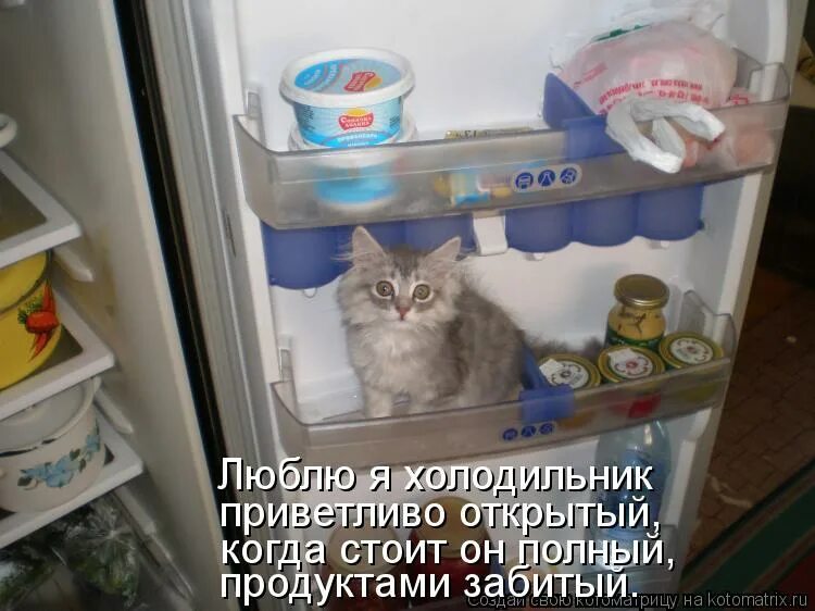 Песня открываю холодильник. Прикольный холодильник. Кот в холодильнике. Кошачий холодильник. Кот в холодильнике прикол.
