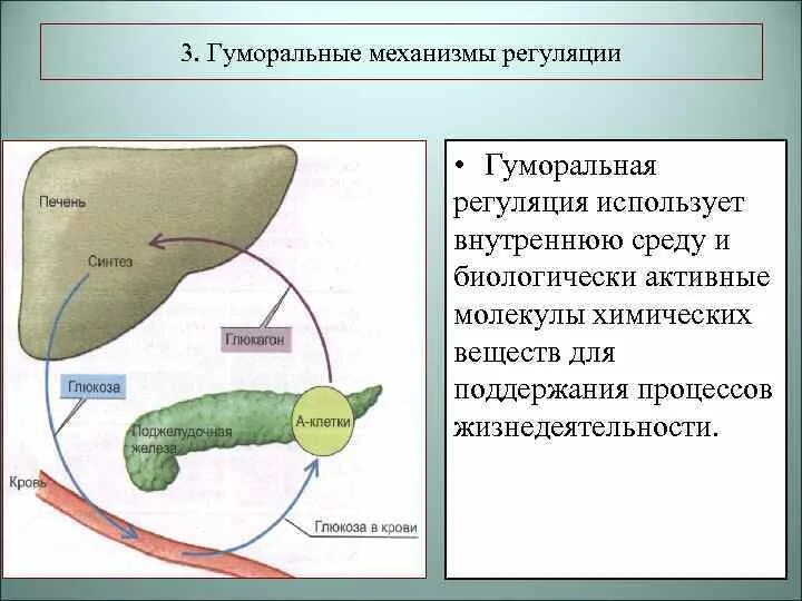 Гуморальная регуляция механизм регуляции. Гуморальная регуляция процессов жизнедеятельности организма. Гуморальный механизм регуляции. Нейрогуморальная регуляция организма. Гуморальные реакции организма