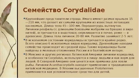 Семейство суть