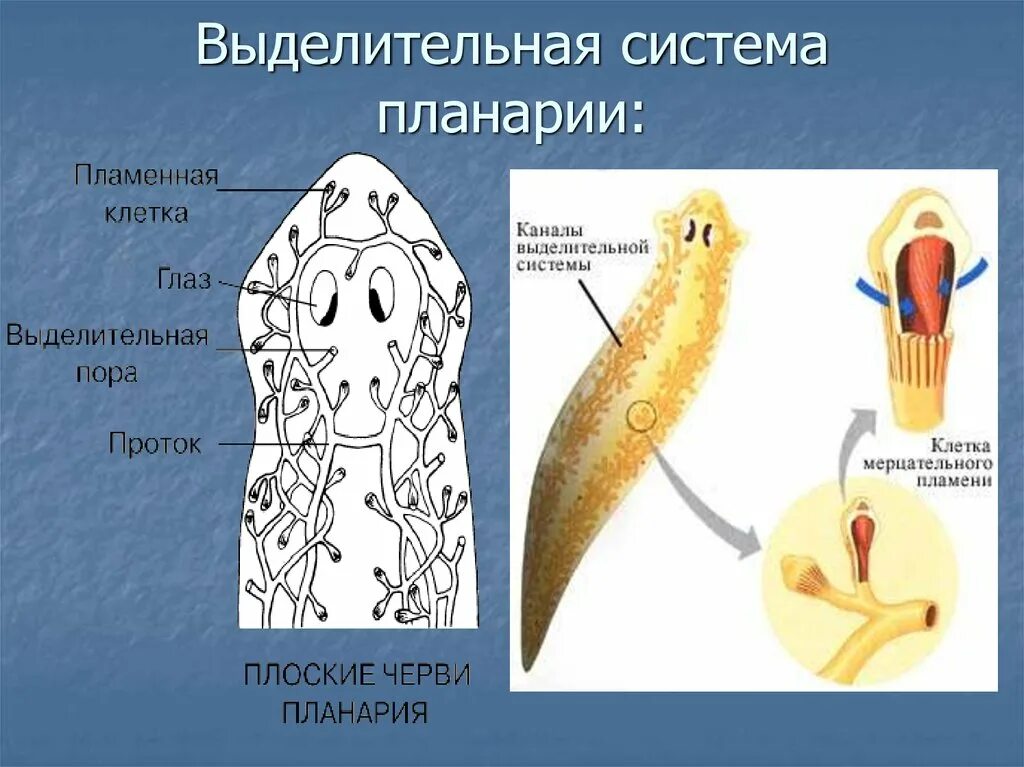 Выделительная система планарии. Молочная планария протонефридии. Выделительная система белой планарии схема. Выделительная система белой планарии. Звездчатые клетки черви