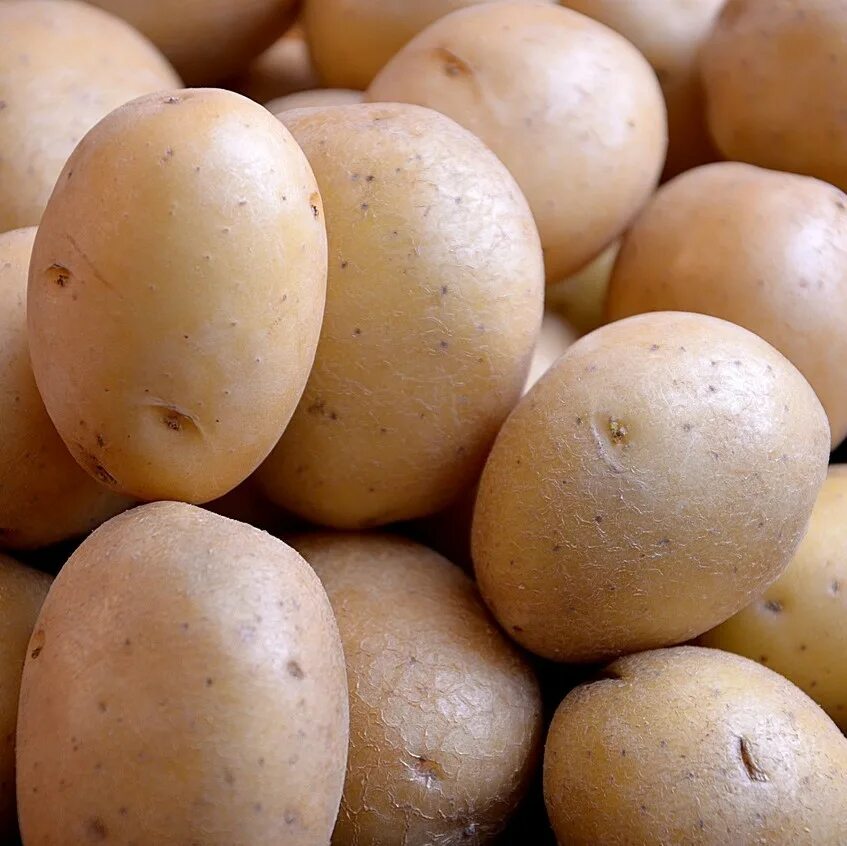 картофель сорта картофеля синеглазка. семена картофеля галла. посадочный материал картофеля. картофель из семян. семенной картофель гала.