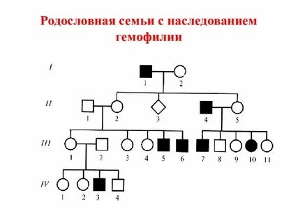 Первое поколение в родословной