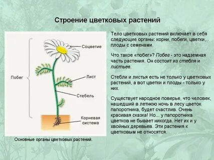 описание растение