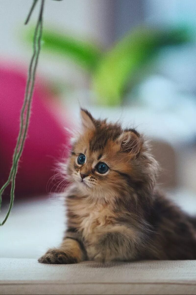 котики фото на обои телефона