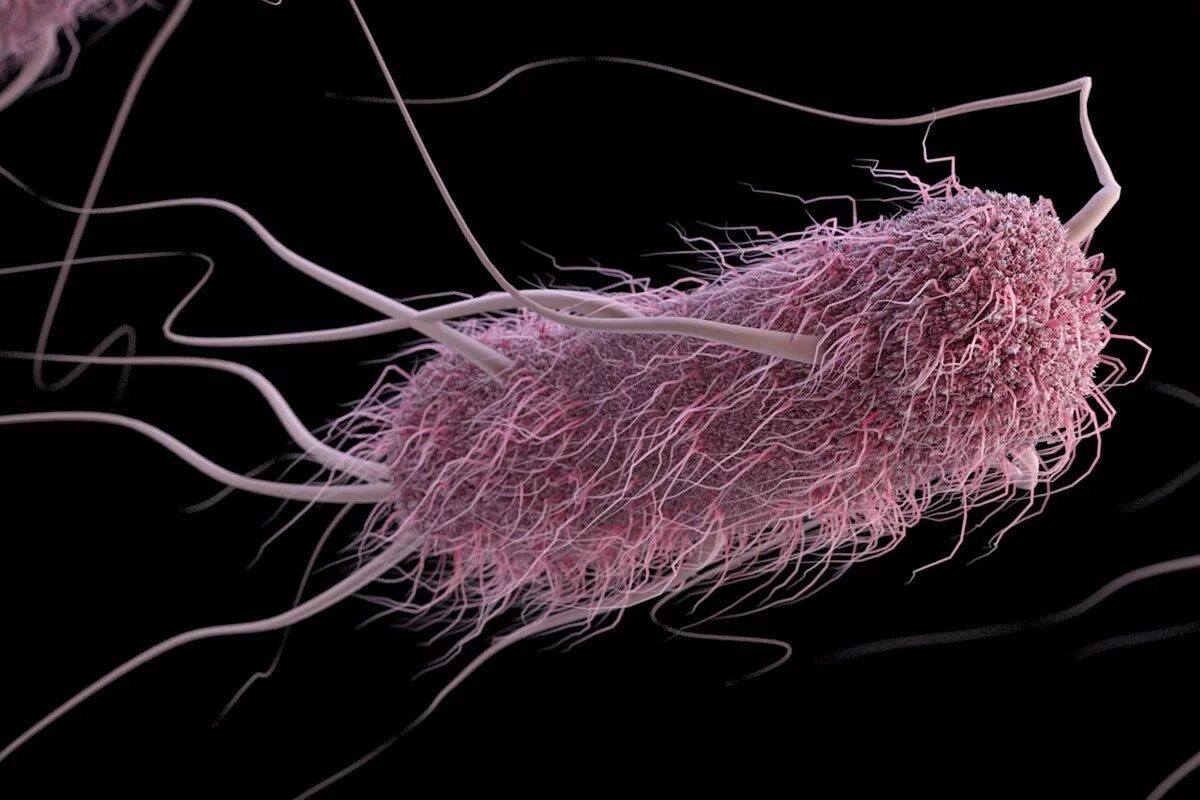 Бактерия Escherichia coli. Кишечная палочка эшерихия коли. Эшерихия коли и протея. Энтероинвазивная кишечная палочка. Кишечные палочки какая группа