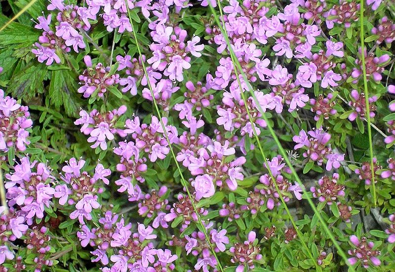Чабрец в башкирии. Тимьян ползучий (thymus serpyllum). чабрец башкирский. thymus cimicinus.
