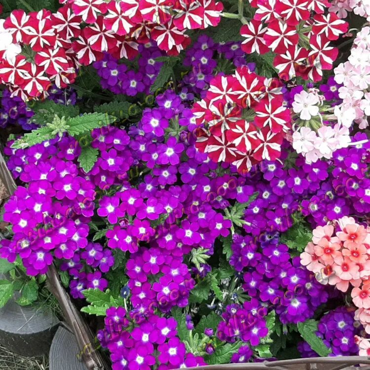 Вербена одинцово. Вербена вегетативная ампельная. вербена вегетативная lascar purple. вербена empress purple. вербена lindolena blue.