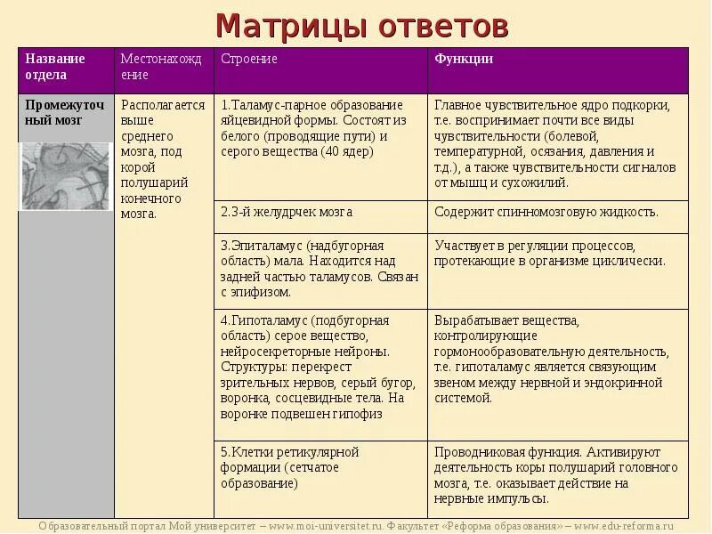 Таблица отделы головного мозга структуры отделов функции. Таблица по головному мозгу отделы и функции. Строение и функции отделов головного мозга таблица. Составьте таблицу отделы головного мозга. Таблица отдел мозга особенности строения функции