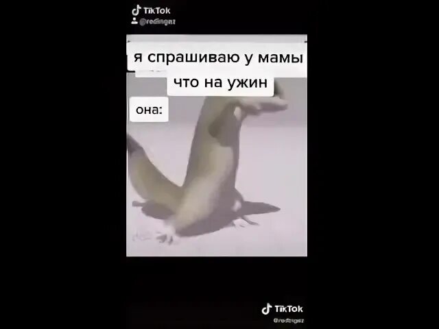 Тутут