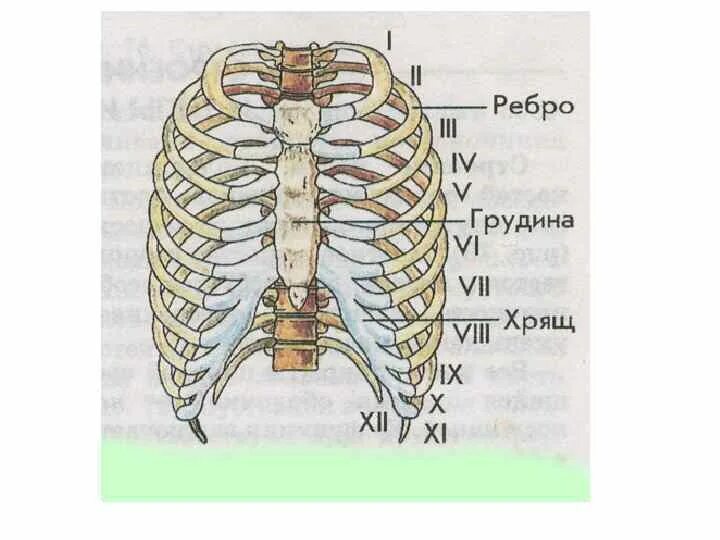 Анатомия ребер грудной клетки нумерация. Грудная клетка 7 ребро схема. Рёбра человека строение нумерация.