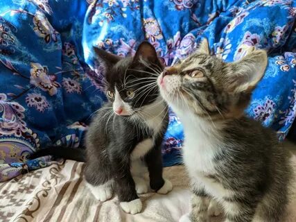 Котенок возраст 3 месяца