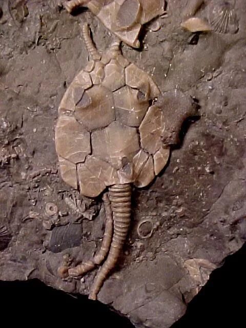 Следы древней жизни. Кости и окаменелости. Доисторические окаменелости. Ископаемые динозавры. Окаменелости динозавров.