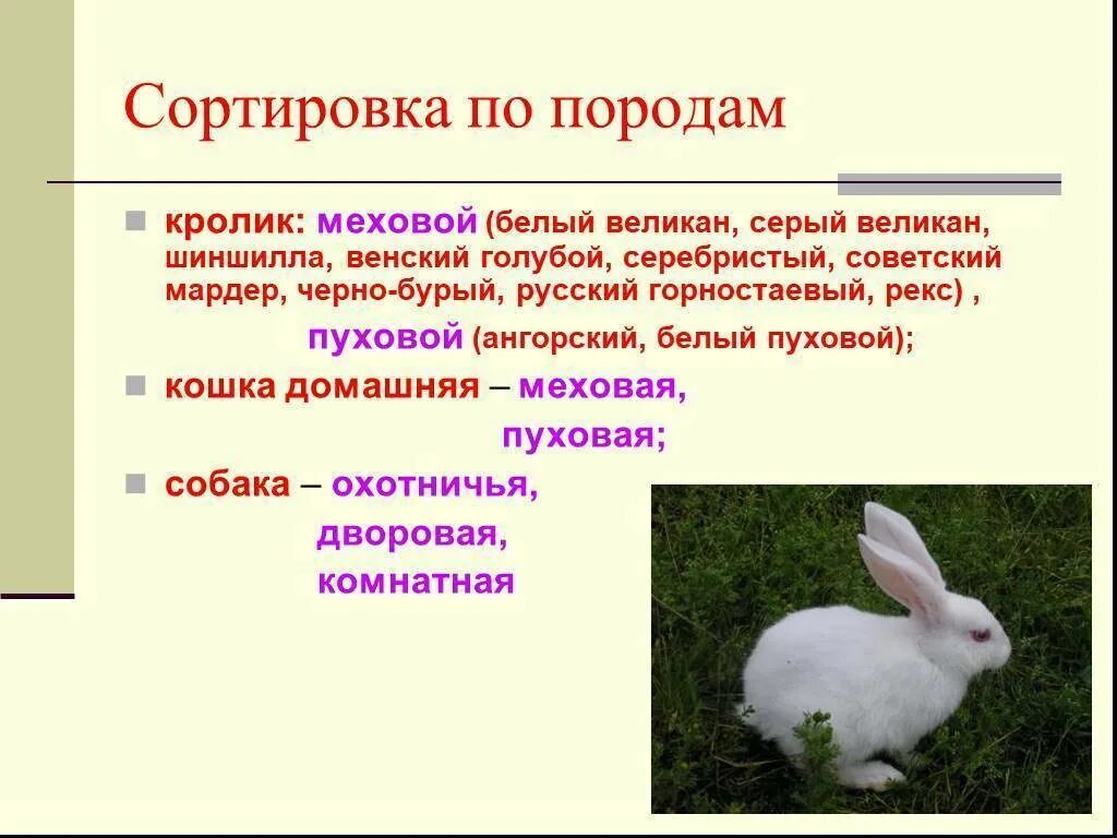Где обитают кролики