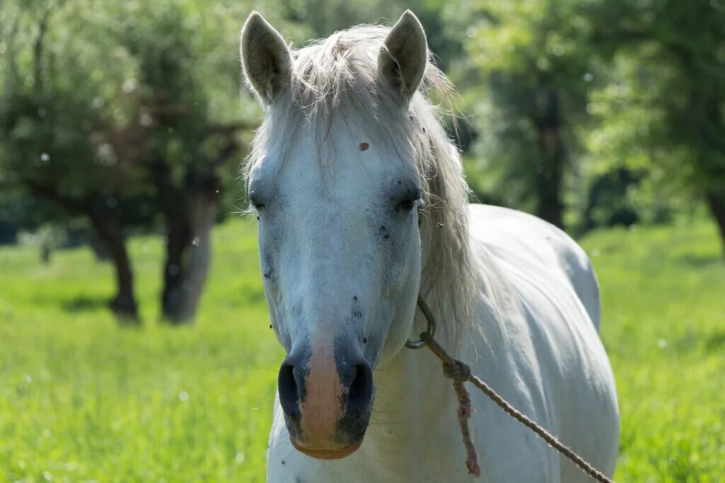 лошадь 10 лет. генетика лошадей. лошади породы фриз альбинос. серые лошади в природе фото. девочка на лошади.