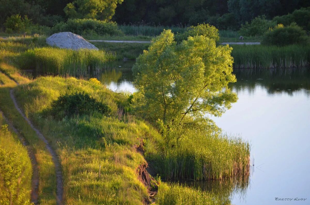 Заводь пруда. Озеро тихая заводь. Заводь лесной пруд ручей. Пруды заводи. Заводь на озере.