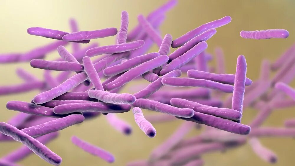 Лепра возбудитель mycobacterium leprae. Mycobacterium leprae микробиология. Mycobacterium leprae микроскопия. Микроорганизм возбудитель проказы. Микобактерия лепры морфология.