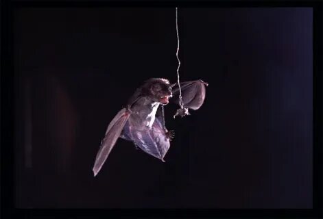 Тот кто ловит мотыльков слушать