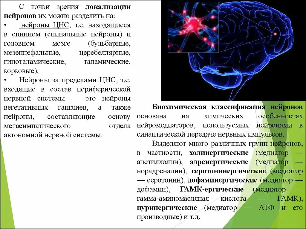 Нейроны не выходящие за пределы цнс