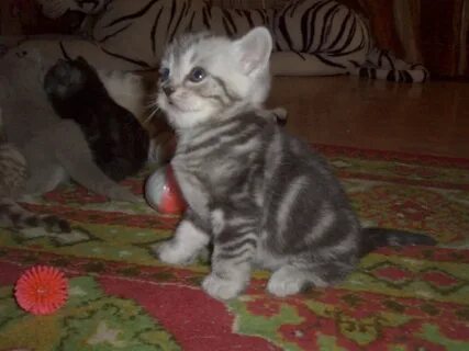 Котят британца в добрые руки