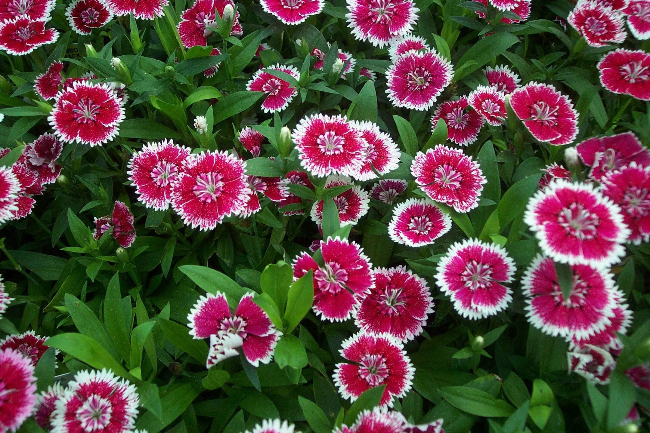 Цветы однолетки фото и названия. Гвоздика Dianthus chinensis. Гвоздика китайская Диантус. Гвоздика (Dianthus chinensis) Coronet. Садовая гвоздика (Dianthus caryophyllus).