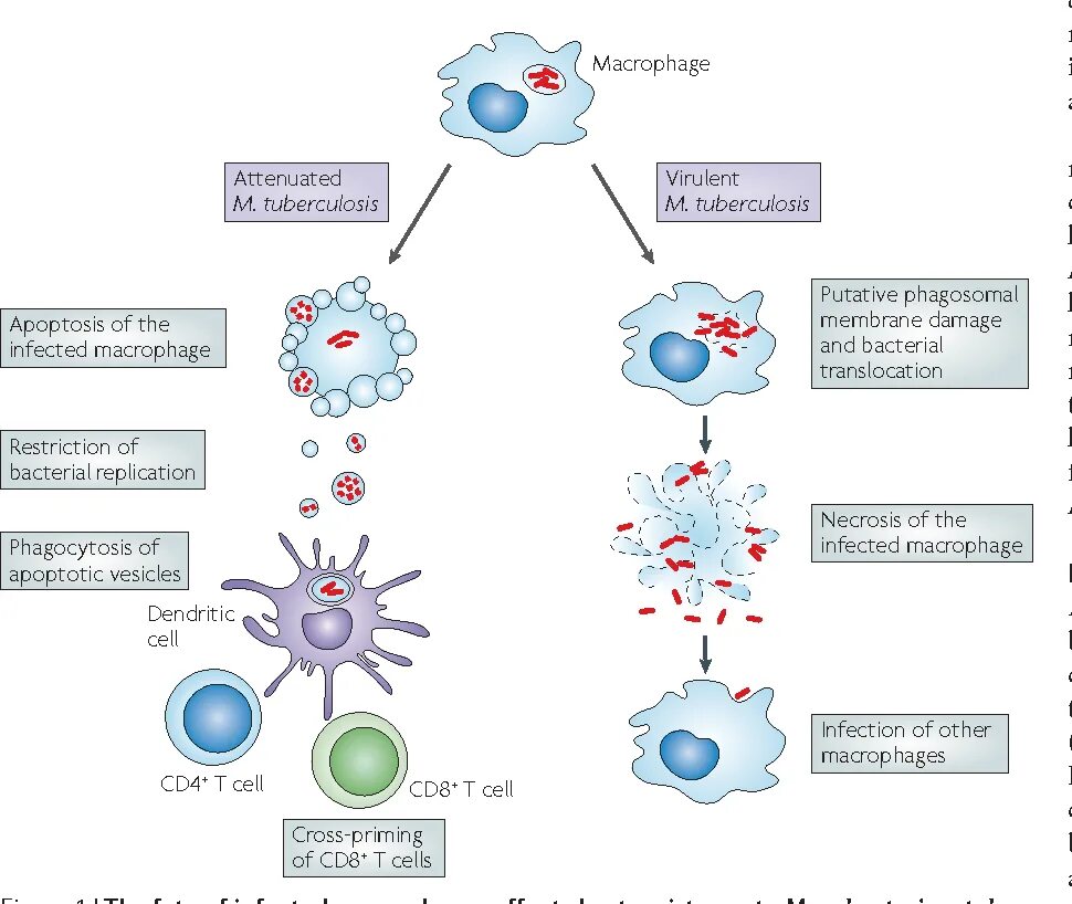 Макрофаги 1 2. Патогенез иммунный ответ при туберкулезе. Микобактерия туберкулеза в макрофаге. Mycobacterium tuberculosis схема.