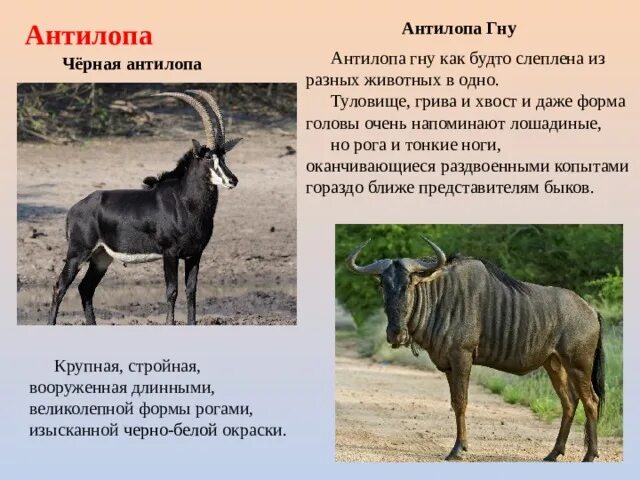 Что значит гну. Антилопа гну. антилопа гну животное. антилопа гну картинки с описанием. антилопа гну чем питается.