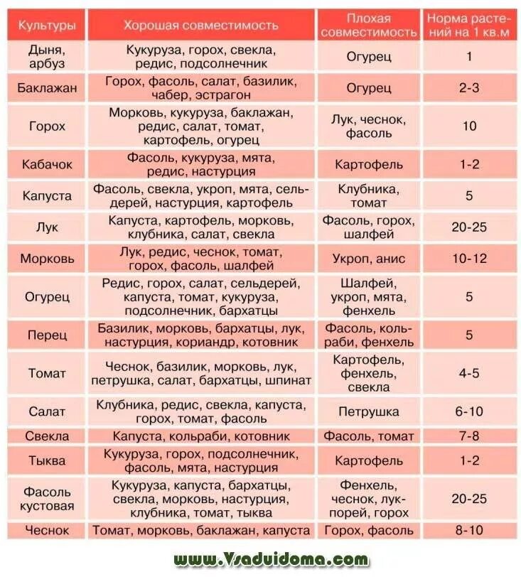 Таблица совместимости овощей при посадке. Таблица совместимости на грядке овощных культур. Совместимость овощных культур при посадке на грядке таблица. Соседство овощей на грядках таблица совместимости растений.