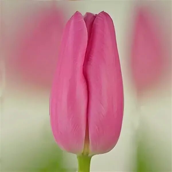 Пинк твист. Тюльпан jumbo pink. Ace pink тюльпан. Тюльпан джамбо бьюти. Тюльпан джамбо пинк.