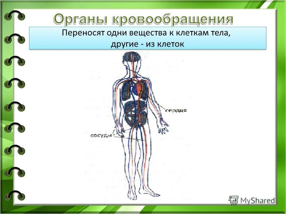Строение тела человека. Органы чувств и опорно двигательная система. Органы опорно двигательной системы человека. Системы организма человека органы чувств. Органы чувств опорно двигательная система.
