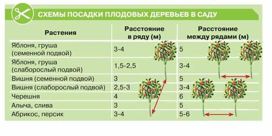 На каком расстоянии нужно сажать деревья. Схема посадки плоловыхьдеревьев. Схема посадки кустарников плодовых между деревьями. Расстояние между саженцами плодовых деревьев при посадке. Схема посадки плодовых деревьев в саду.