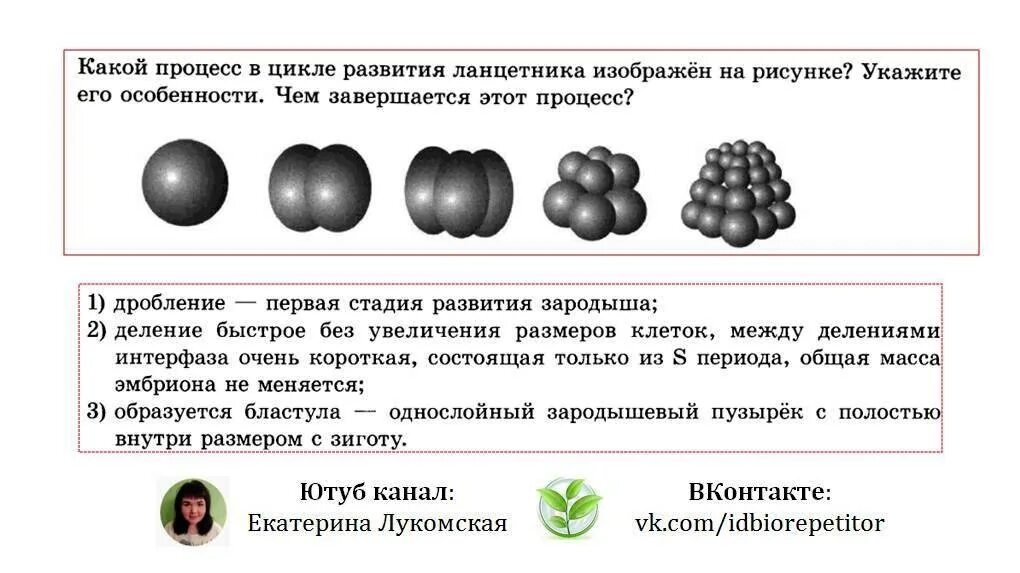 Какой процесс в цикле развития ланцетника изображен. Переопределение пола в процессе индивидуального развития.. Переопределение пола в процессе индивидуального развития. У человека.