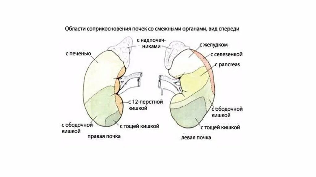 Правая почка соприкасается:. Левая почка соприкасается:. Спереди правая почка соприкасается с. Правая почка меньше левой