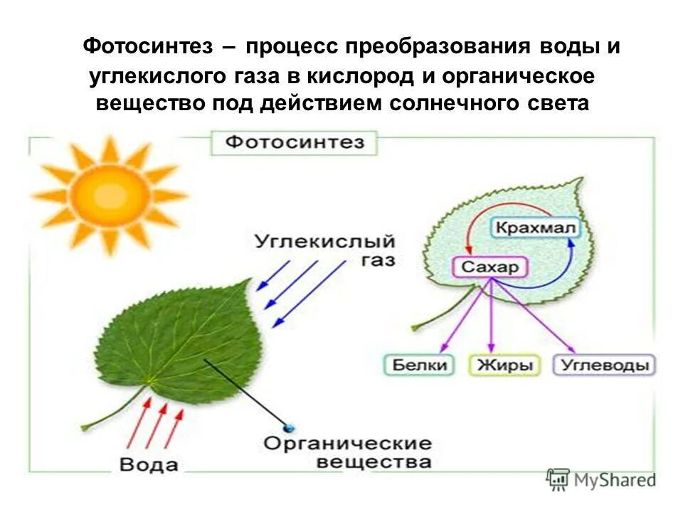 Процесс фотосинтеза у растений схема. Процесс фотосинтеза 6 класс биология. Поглощение углекислого газа растениями. Фотосинтез выделение кислорода. Органические вещества фотосинтеза.
