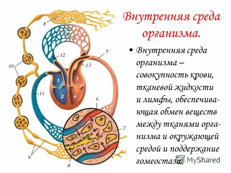 движение молекул в газах жидкостях и твердых телах. движение молекул газа жидкости и твердых тел.