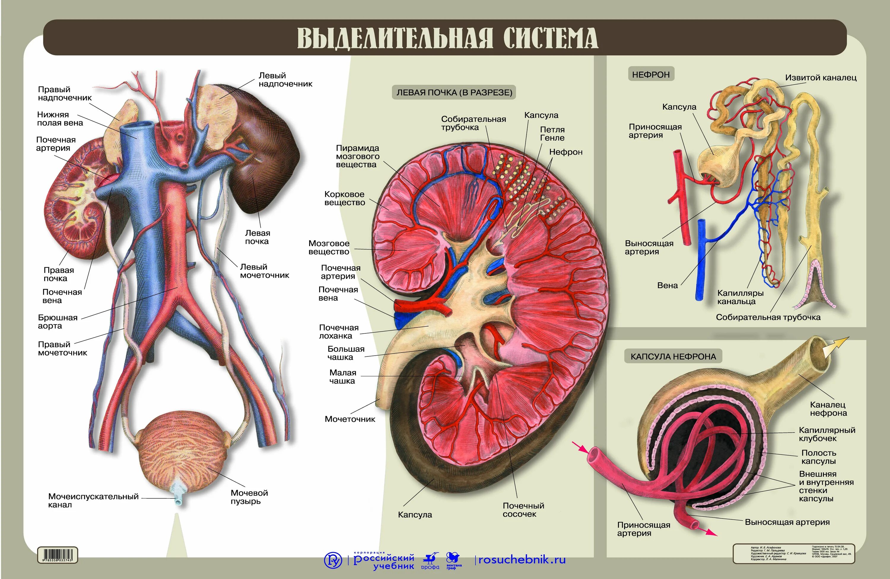 Почки выделительная система человека строение и функции. Выделительная система человека строение почки. Органы мочевой системы человека анатомия. Органы выделительной системы человека схема. Значение почек биология 8 класс