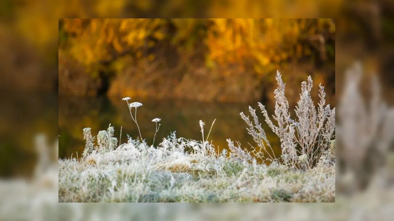Идут заморозки. Растения и погода. Фото летние заморозки в России. Фото очень красивые первые заморозки.