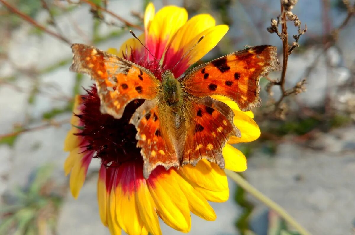 Pin uživatele Valeri Lera na nástěnce Butterflies Zvířata a Podzim