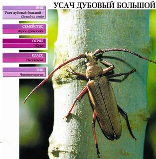 Экологическое описание дубового усача