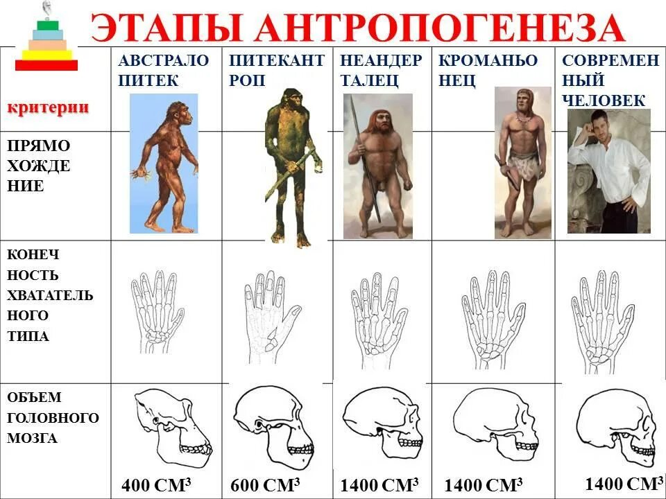 Верная последовательность этапов антропогенеза. Ступени развития человека Антропогенез. Антропогенез Эволюция человека этапы эволюции. Происхождение человека схема Антропогенез. Этапы развития человека в процессе антропогенеза.