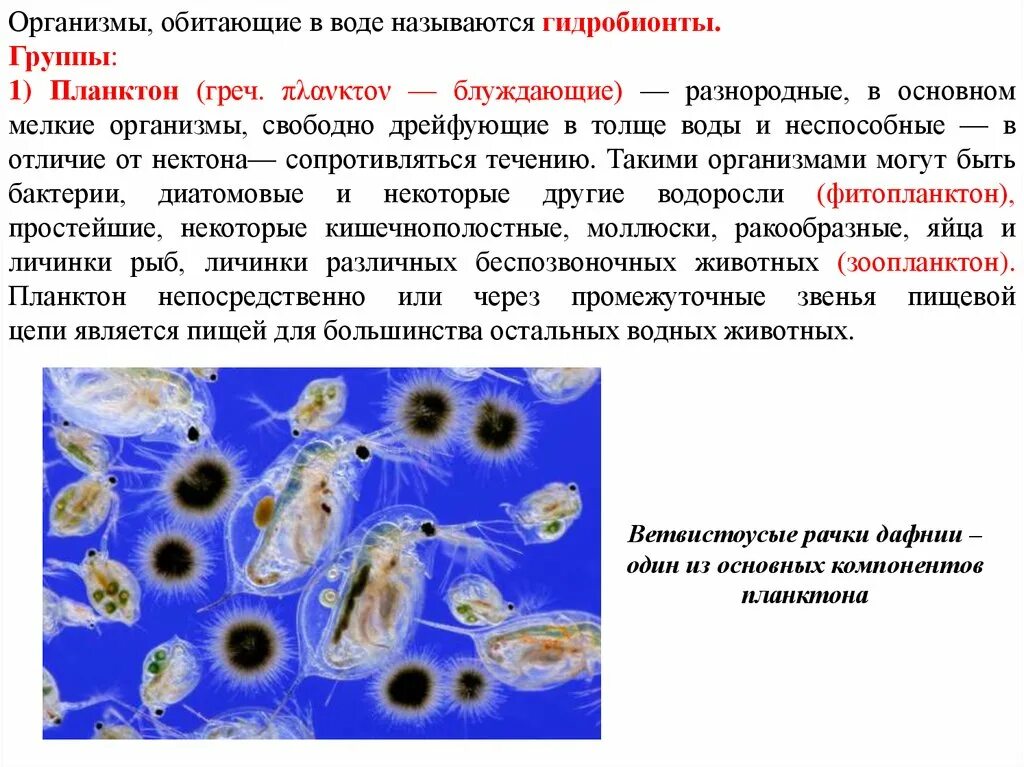 Адаптации планктона. Организмы обитающие в толще воды. Мельчайшие организмы. Планктон разнородные мелкие организмы. Планктон это организмы