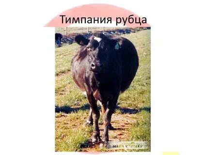 Тимпания рубца