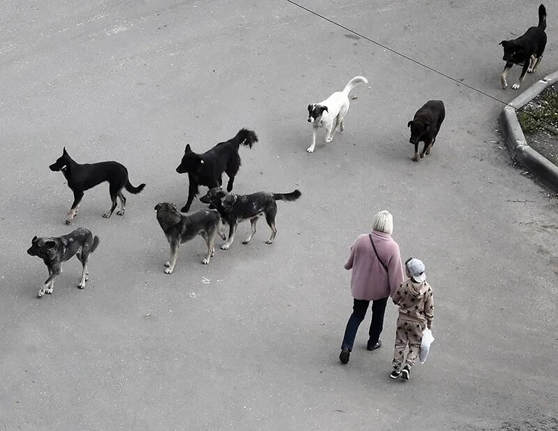 Нападение стаей. Бродячие собаки в городе. Бродячие собаки нападают. Стая бродячих собак. Стаи собак в городе.