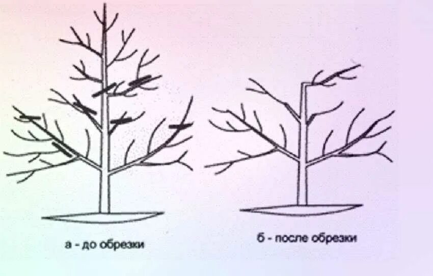 Обрезка молодых яблонь для начинающих. Обрезка плодовых деревьев весной яблони. Схема обрезки яблони весной. Омолаживающая обрезка яблони весной схема. Обрезка яблонь осенью схема.