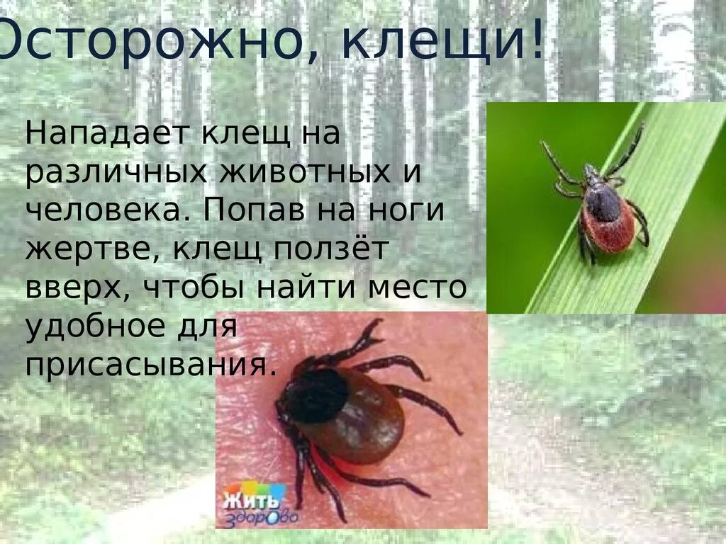 Клещ живет без еды. Разновидности клещей. Виды клещей опасных.